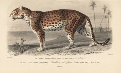 Leopardo, do "Dictionnaire Universel d