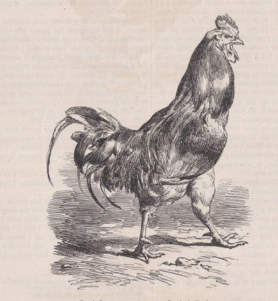 Galo de fazenda, raça comum., de Magasin Pittoresque, ca. 1852. de Charles Emile Jacque