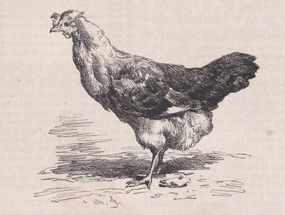 Galinha francesa comum, poedeira ruim., de Magasin Pittoresque, ca. 1852. de Charles Emile Jacque