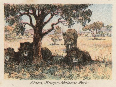 África do Sul: Leões, Parque Nacional Kruger (litografia a cores) de Charles Ernest Peers