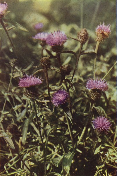 Flores silvestres: Black Knapweed (foto colorida) de Charles Essenhigh Corke