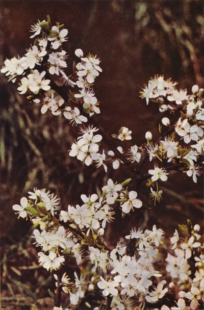 Flores silvestres: Espinheiro negro (foto a cores) de Charles Essenhigh Corke