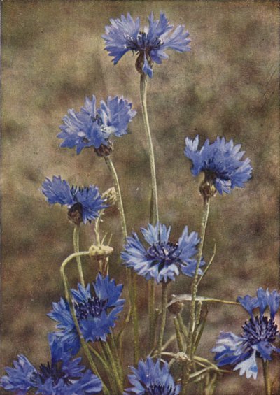 Flores silvestres: Cornflower (foto a cores) de Charles Essenhigh Corke