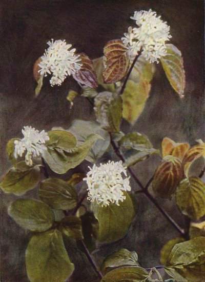 Flores silvestres: Madeira de cão (foto a cores) de Charles Essenhigh Corke