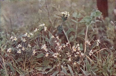 Flores silvestres: Eyebright (foto colorida) de Charles Essenhigh Corke