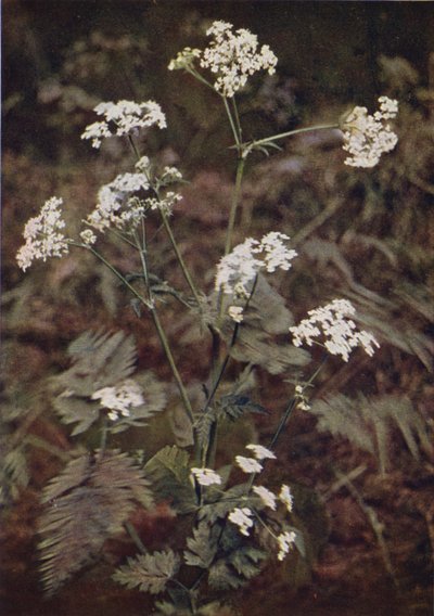 Flores silvestres: Hedge Salsa (foto colorida) de Charles Essenhigh Corke