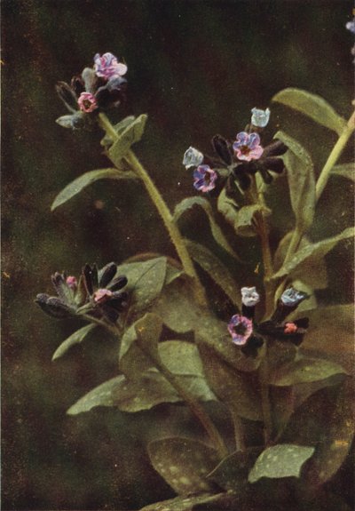 Flores silvestres: Mosto pulmonar (foto a cores) de Charles Essenhigh Corke
