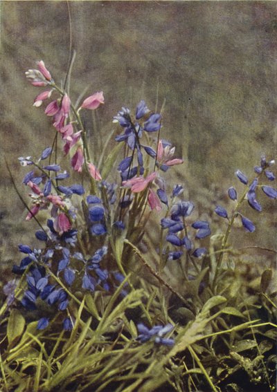 Flores silvestres: Milkwort (foto colorida) de Charles Essenhigh Corke