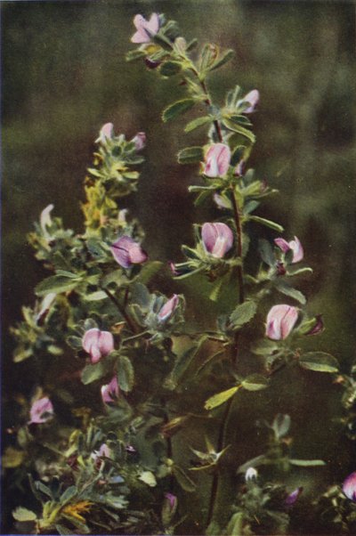 Flores silvestres: Descanso Harrow (foto a cores) de Charles Essenhigh Corke