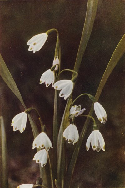 Flores silvestres: Floco de neve (foto a cores) de Charles Essenhigh Corke