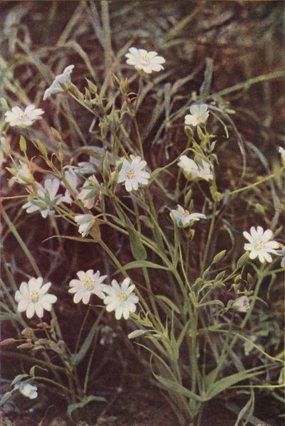 Flores silvestres: Stitchwort (foto a cores) de Charles Essenhigh Corke
