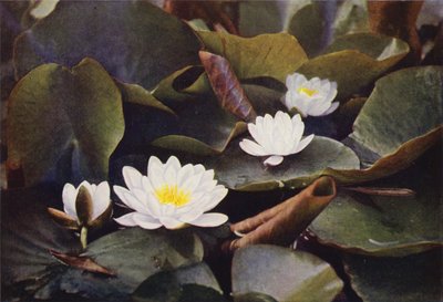 Flores silvestres: Lírio de água branco (foto a cores) de Charles Essenhigh Corke