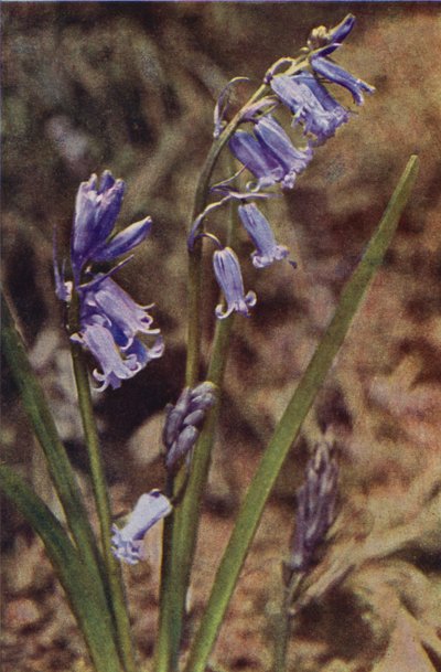 Flores silvestres: Jacinto Selvagem (foto colorida) de Charles Essenhigh Corke