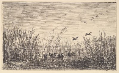 Patos nos pântanos, [1862], reimpressos em 1921. de Charles Francois Daubigny