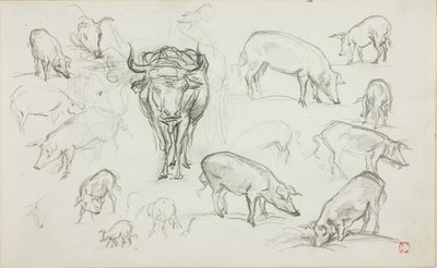 Esboços de suínos e um boi de Charles Francois Daubigny