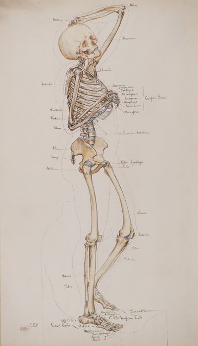 Estudo [Esqueleto humano (legenda dos ossos)], c.1884 (aguarela) de Charles Gustav Louis Phillips