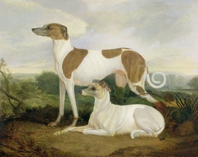 Dois galgos em uma paisagem de Charles Hancock