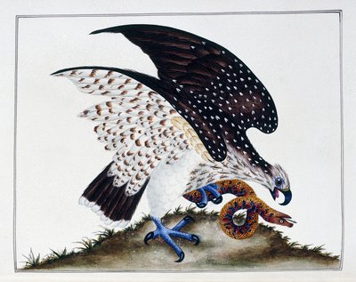 Ave de rapina com cobra, 1808-21 de Charles Hayes