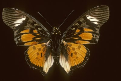 Acraeoides charaxes de Augustus Kollner