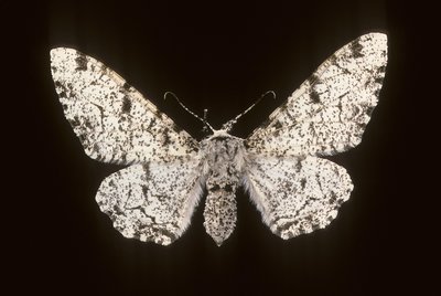 Betularia biston/Birch Phalene de Augustus Kollner