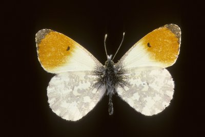 Cardamina Anthocharis/Spring Dawn/Male de Augustus Kollner