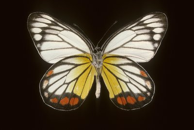 Delias hyparete/Male de Augustus Kollner