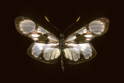 Dismorfia orise de Augustus Kollner