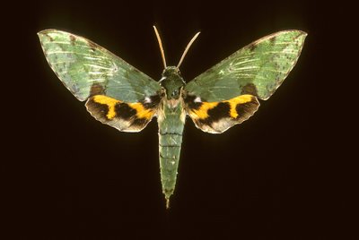 Eucloron megaera/ verde esfinge de Augustus Kollner