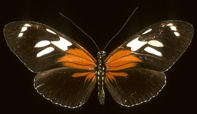 Heliconius burneyi catherina/Heliconie de Augustus Kollner