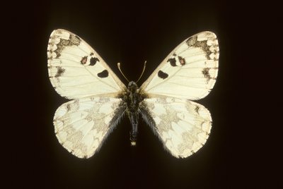 Hipermnestra helios de Augustus Kollner