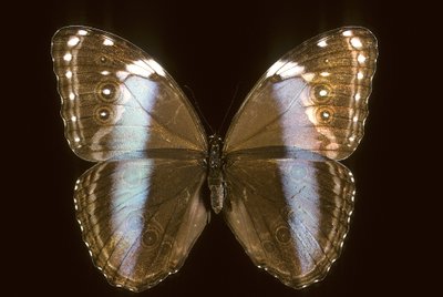 Morpho aquiles/Feminino de Augustus Kollner