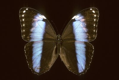 Morpho Achilles/Male de Augustus Kollner