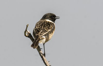 Saxicola torquata/Dawler/Common Stonechat de Augustus Kollner