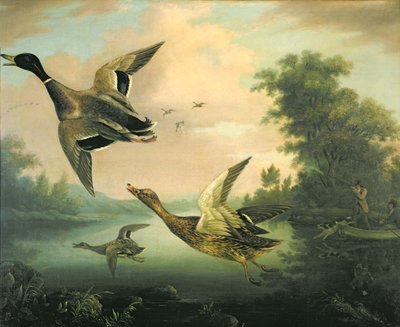 Pato Tiro de Charles Henry Schwanfelder