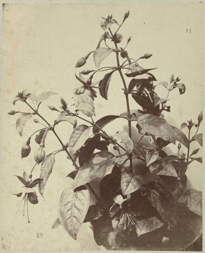 Flor ainda vida com fúcsia de Charles Hippolyte Aubry