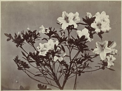Flor ainda vida com lírios de Charles Hippolyte Aubry