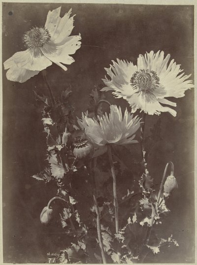 Flores com papoilas de Charles Hippolyte Aubry