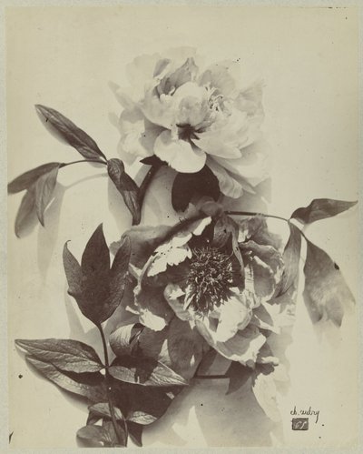 Flor ainda vida com peônias de Charles Hippolyte Aubry