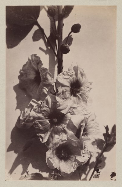 Flor ainda vida com malva de Charles Hippolyte Aubry