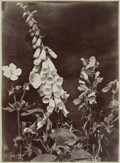 Flor ainda vida com dedaleira de Charles Hippolyte Aubry