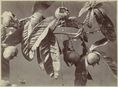 Natureza morta com medlars de Charles Hippolyte Aubry