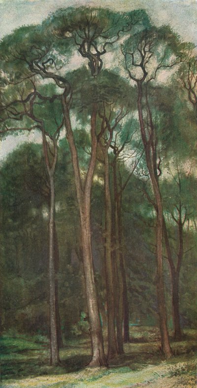 Estudo das árvores, c1900 1903-1904 de Charles Holroyd