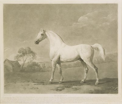 Mambrino, depois de George Stubbs, 1788 (mezzotint) de Charles Howard Hodges