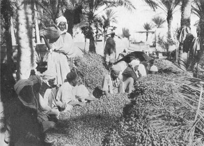 Colheita da data em Gabes, c1913 de Charles J. S. Makin
