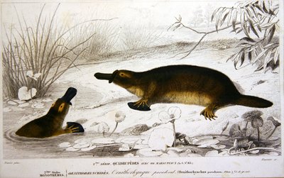 Platypi, ilustração do 