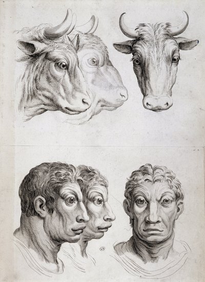 Comparação homens/cattle de Charles Le Brun