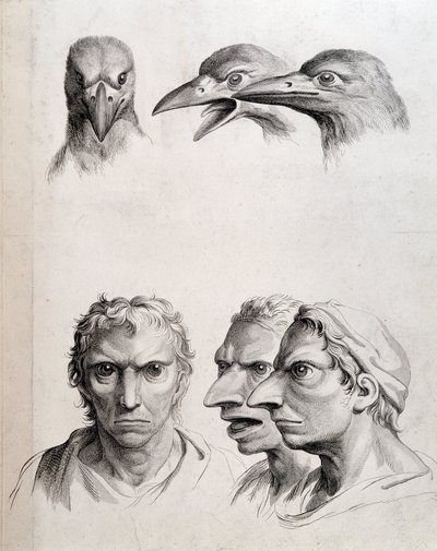 Perfis de pássaro e "homem-pássaro" - por Lebrun, em "Treats of the physiognomy of man compared to that of animals" (Tratamentos da fisionomia do homem em comparação com a dos animais) de Charles Le Brun