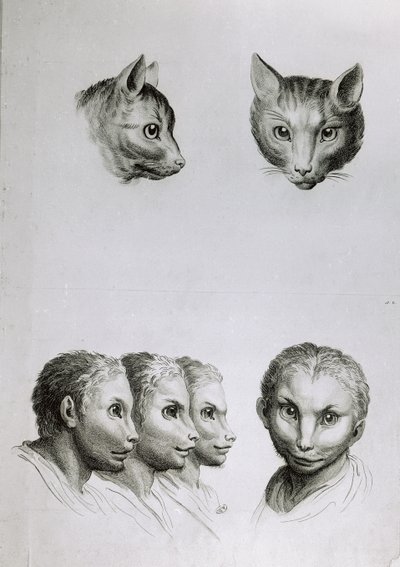 Semelhanças entre a cabeça de um gato e um homem, de "Um livro de retratos para quem começa a desenhar", de Le Brun de Charles Le Brun