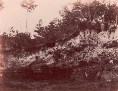 Floresta. de Charles Marville