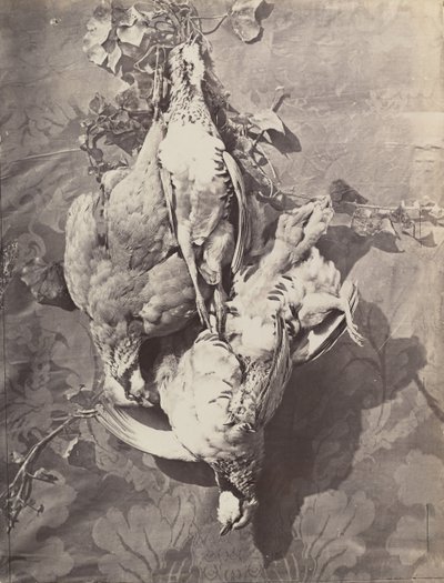 Floresta. de Charles Nègre